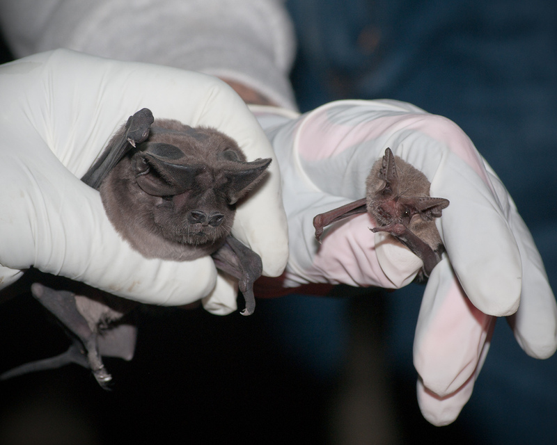 Illustration for article titled The Almost Perfect World War II Plot to Bomb Japan with Bats